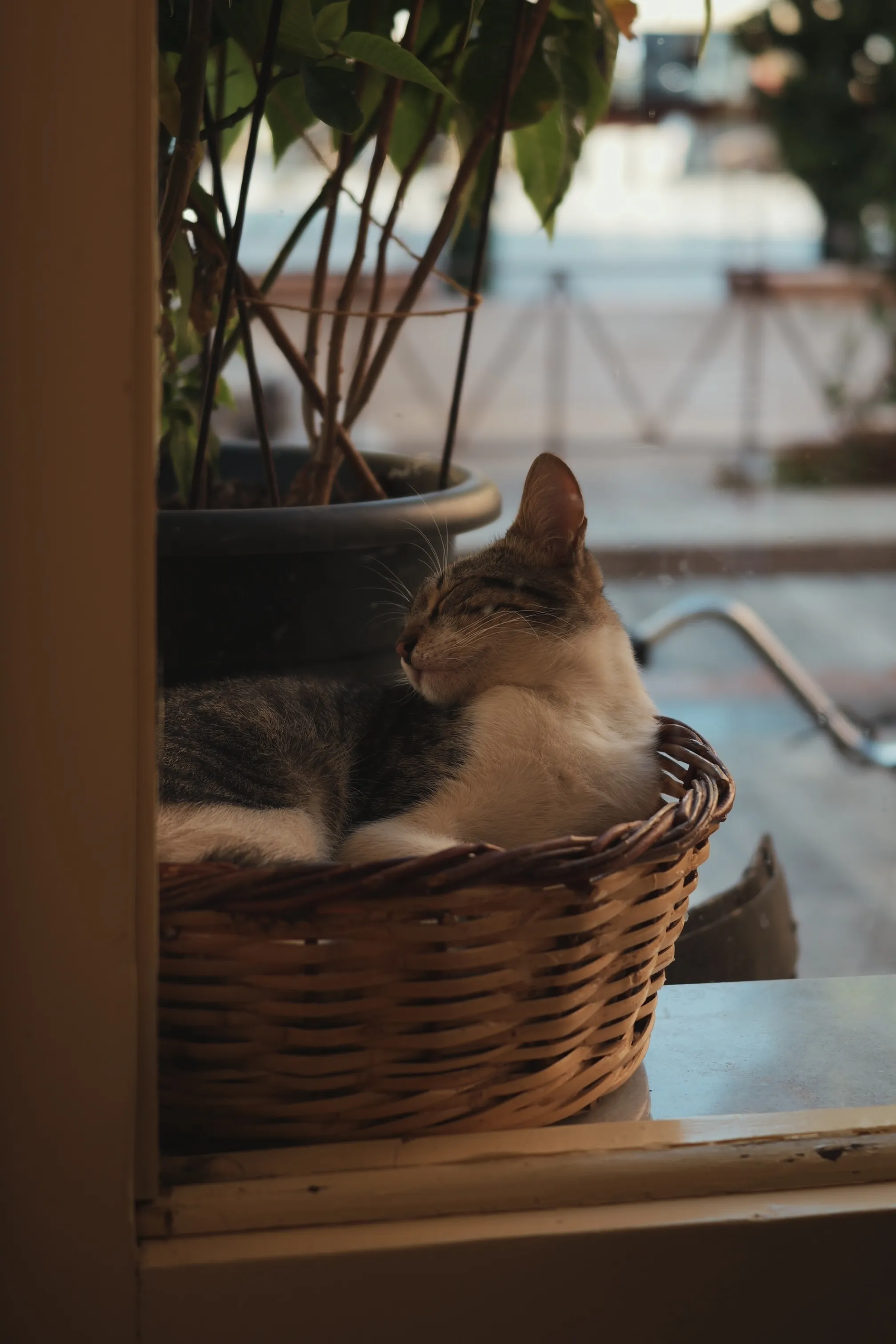 A cat asleep in a basket