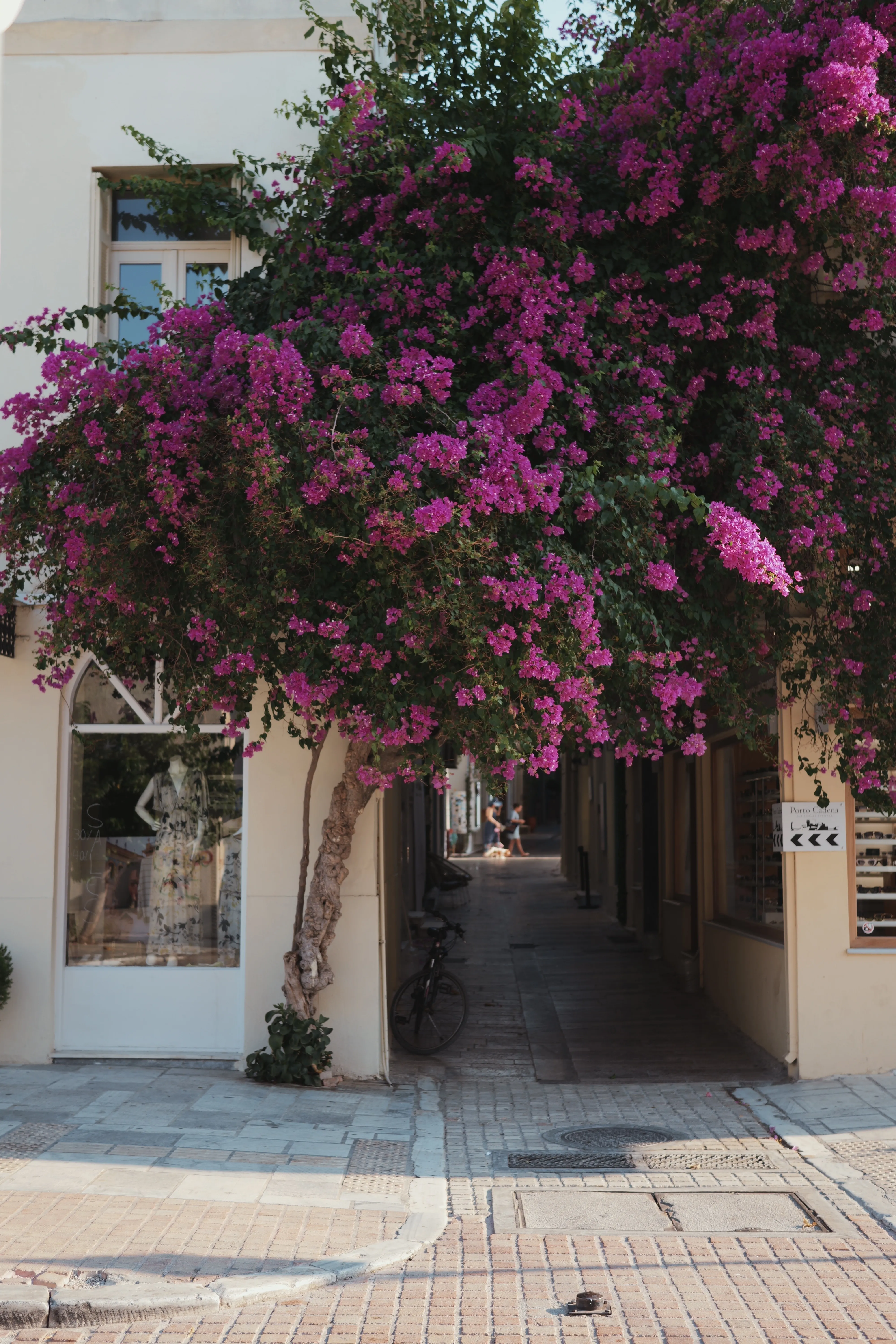 A bougainvillea-covered passage
