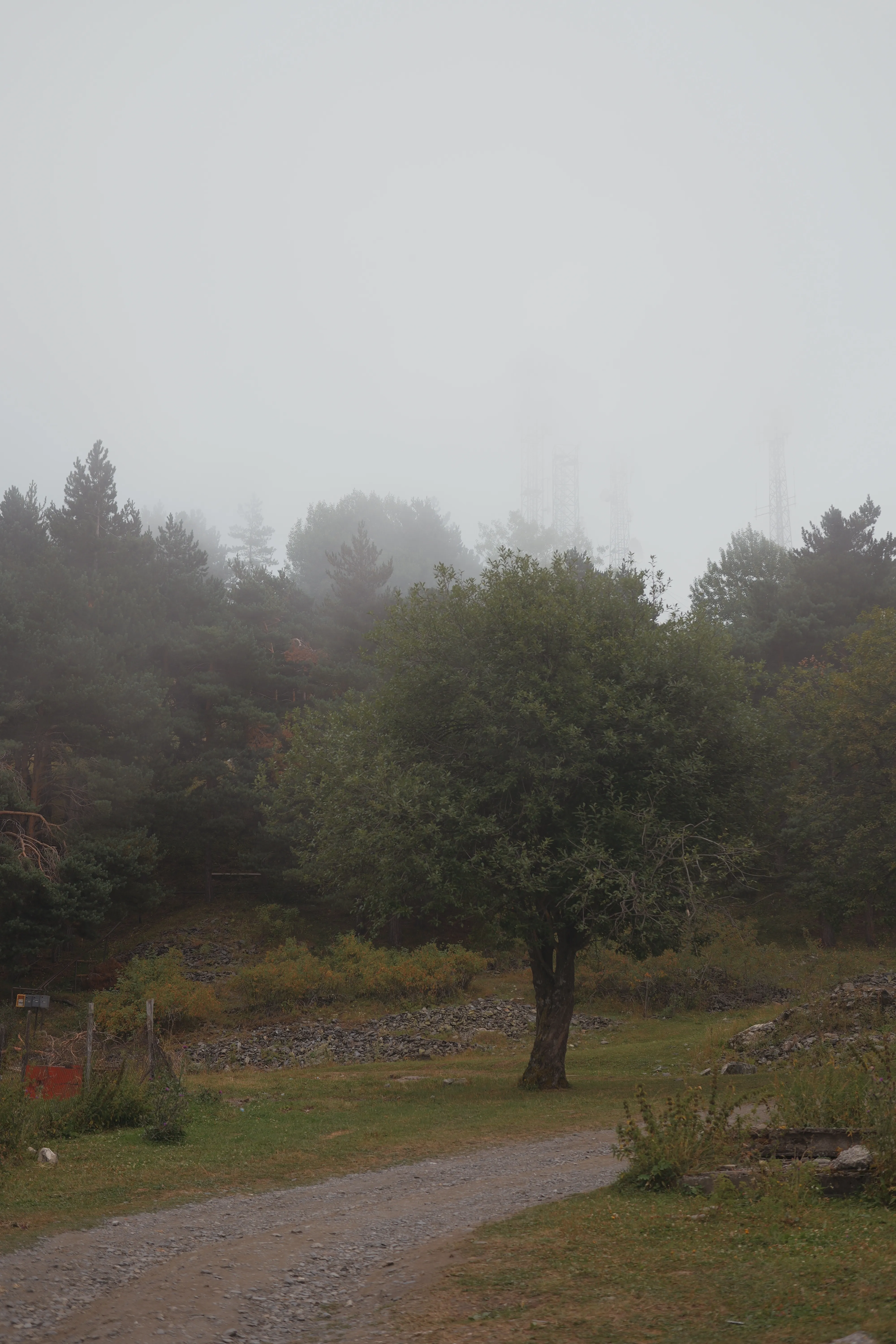 Trees in the fog