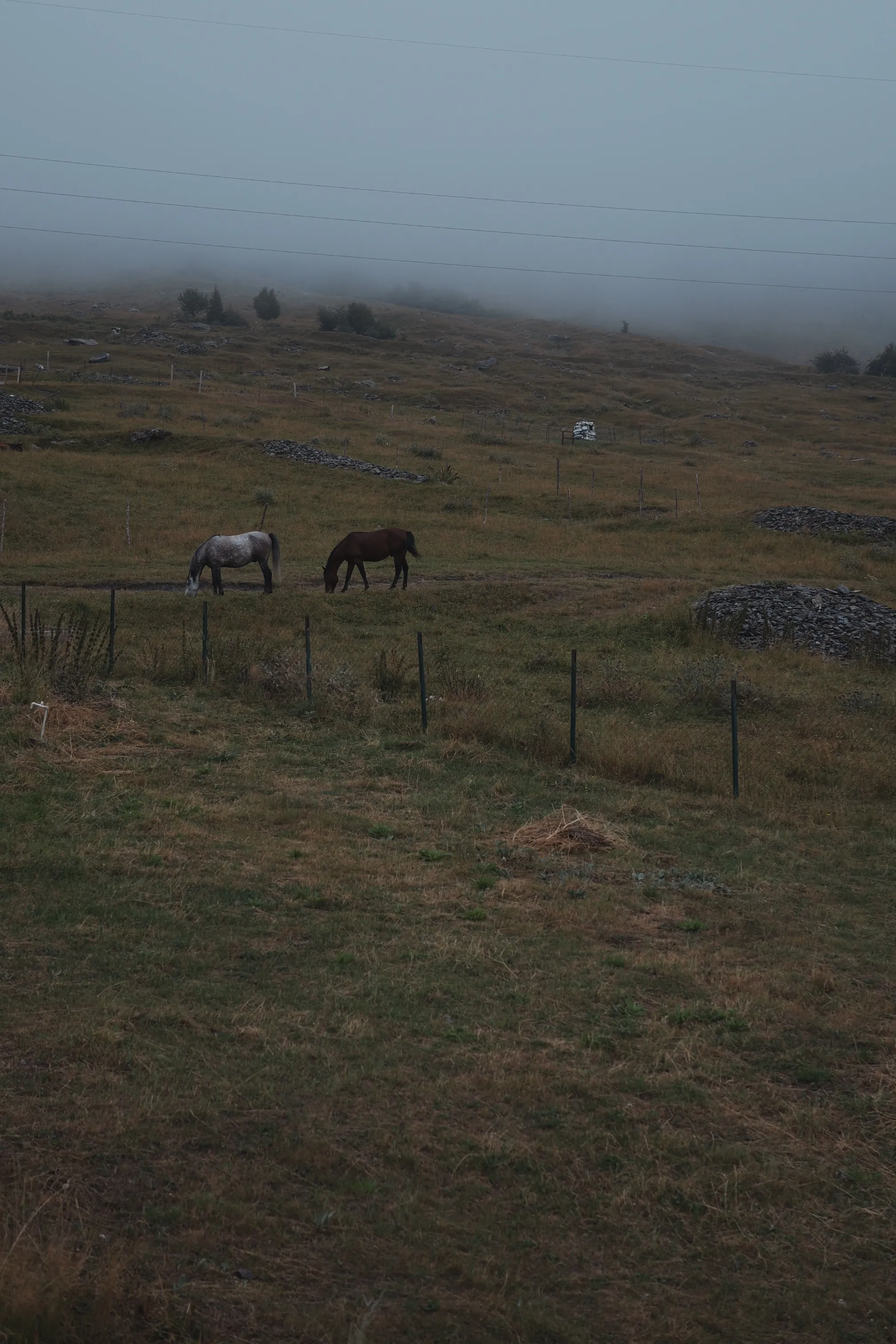 Horses grazing in a misty field